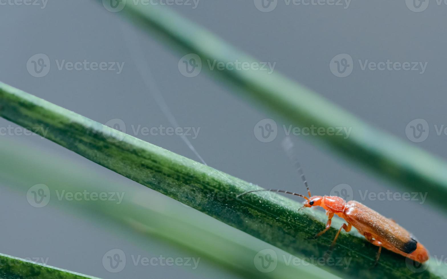 Un escarabajo soldado rojo común, Rhagonycha fulva en una planta foto