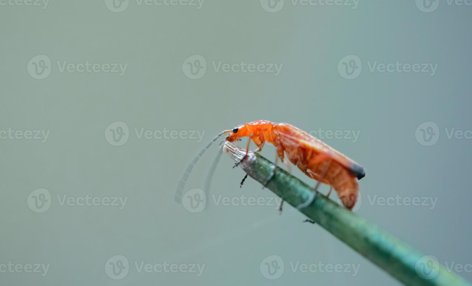 Un escarabajo soldado rojo común, Rhagonycha fulva en una planta foto