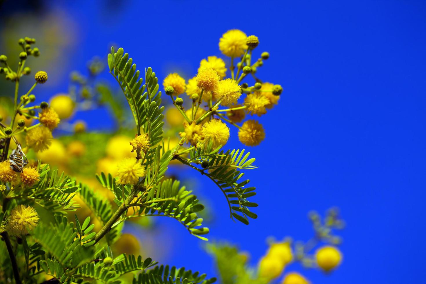 hermosa planta flores amarillas en la naturaleza foto