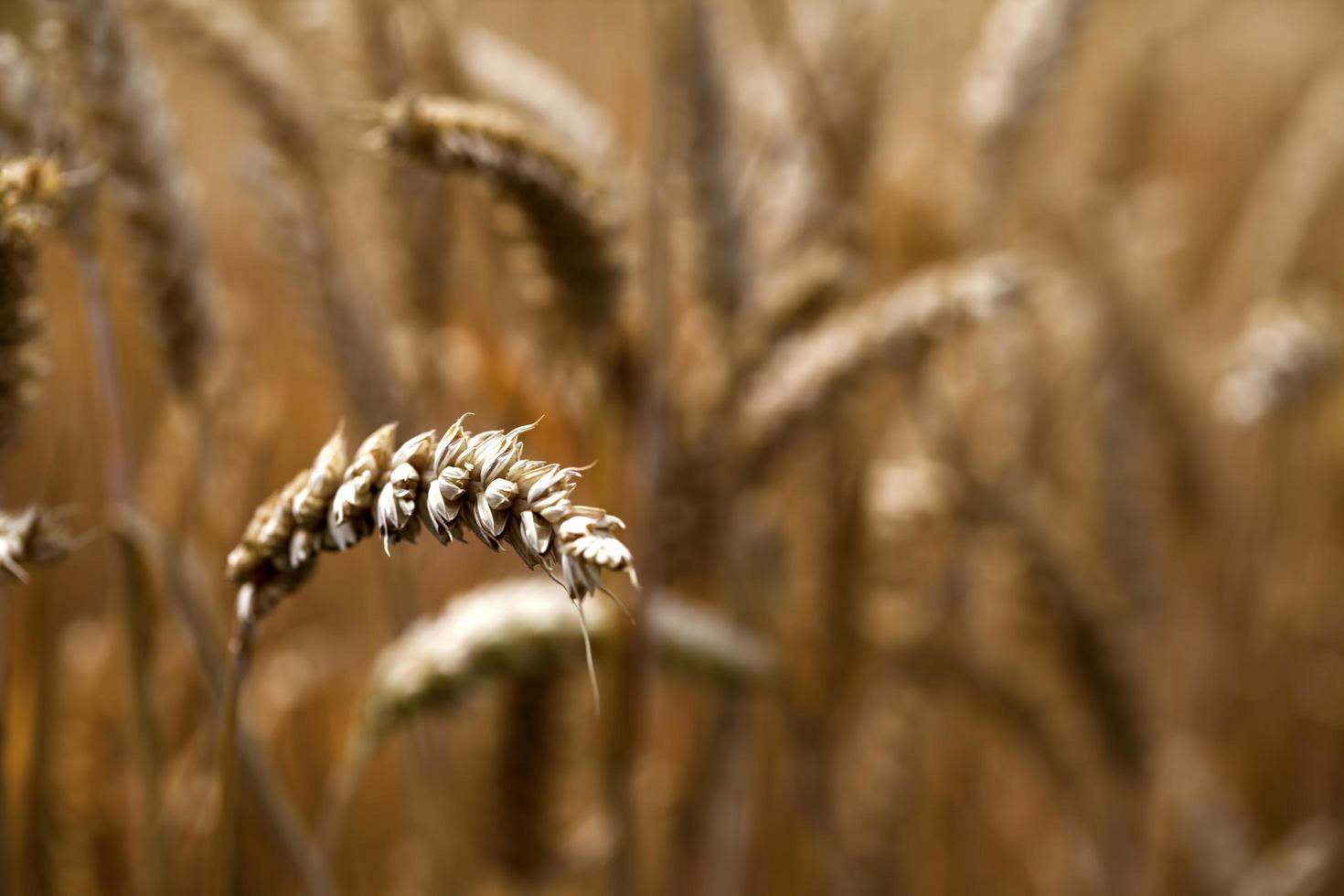 campo de espigas de plantas agrícolas en la naturaleza foto