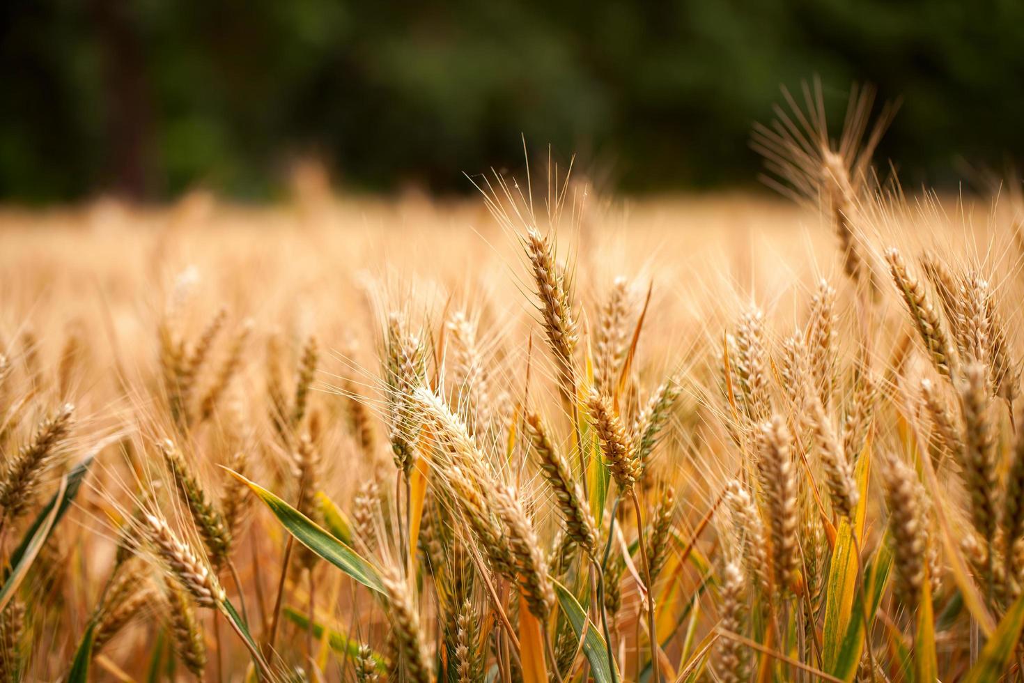 campo de espigas de plantas agrícolas en la naturaleza foto