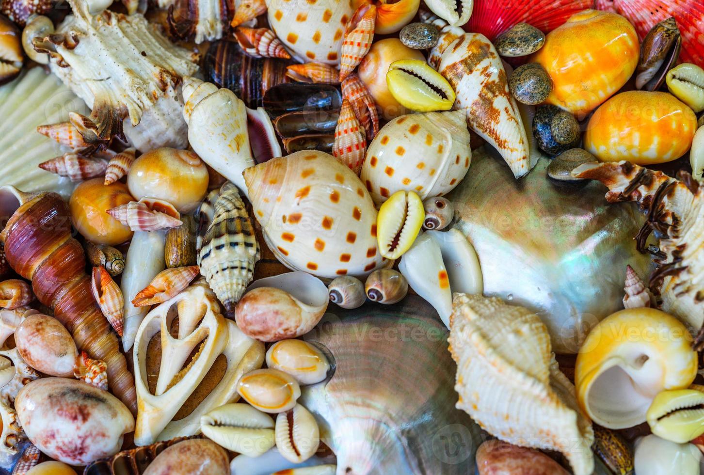 Dead Dry Sea Animals and Seashells photo