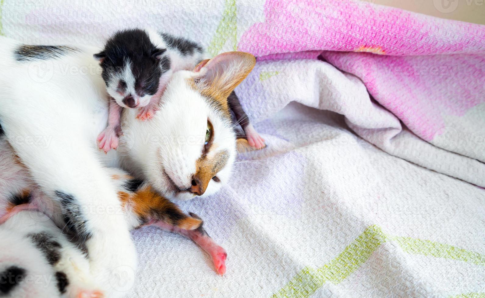 lindo dulce animal de compañía gatito y mamá gato foto