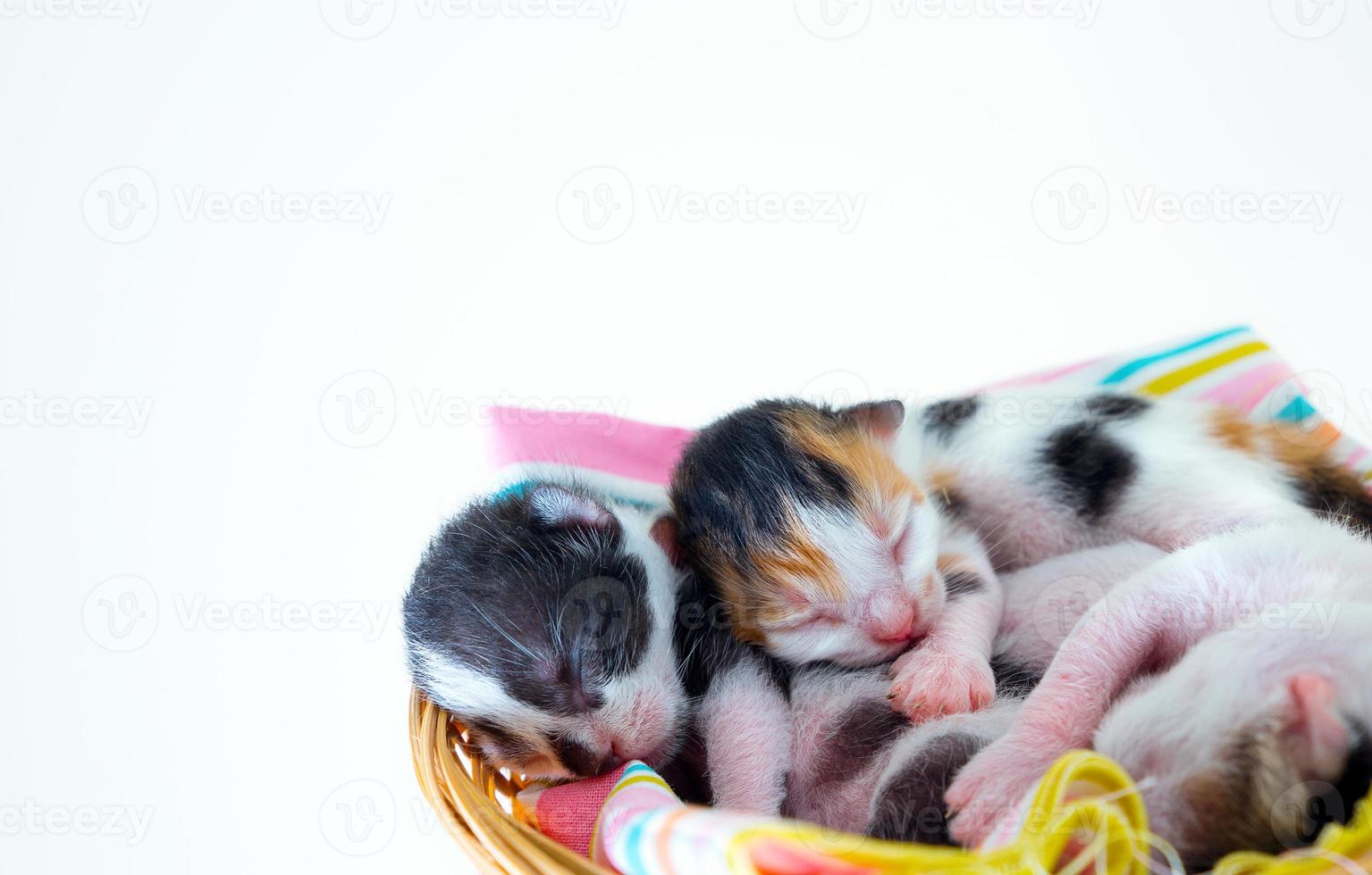 lindo, dulce, animal doméstico, gatito foto