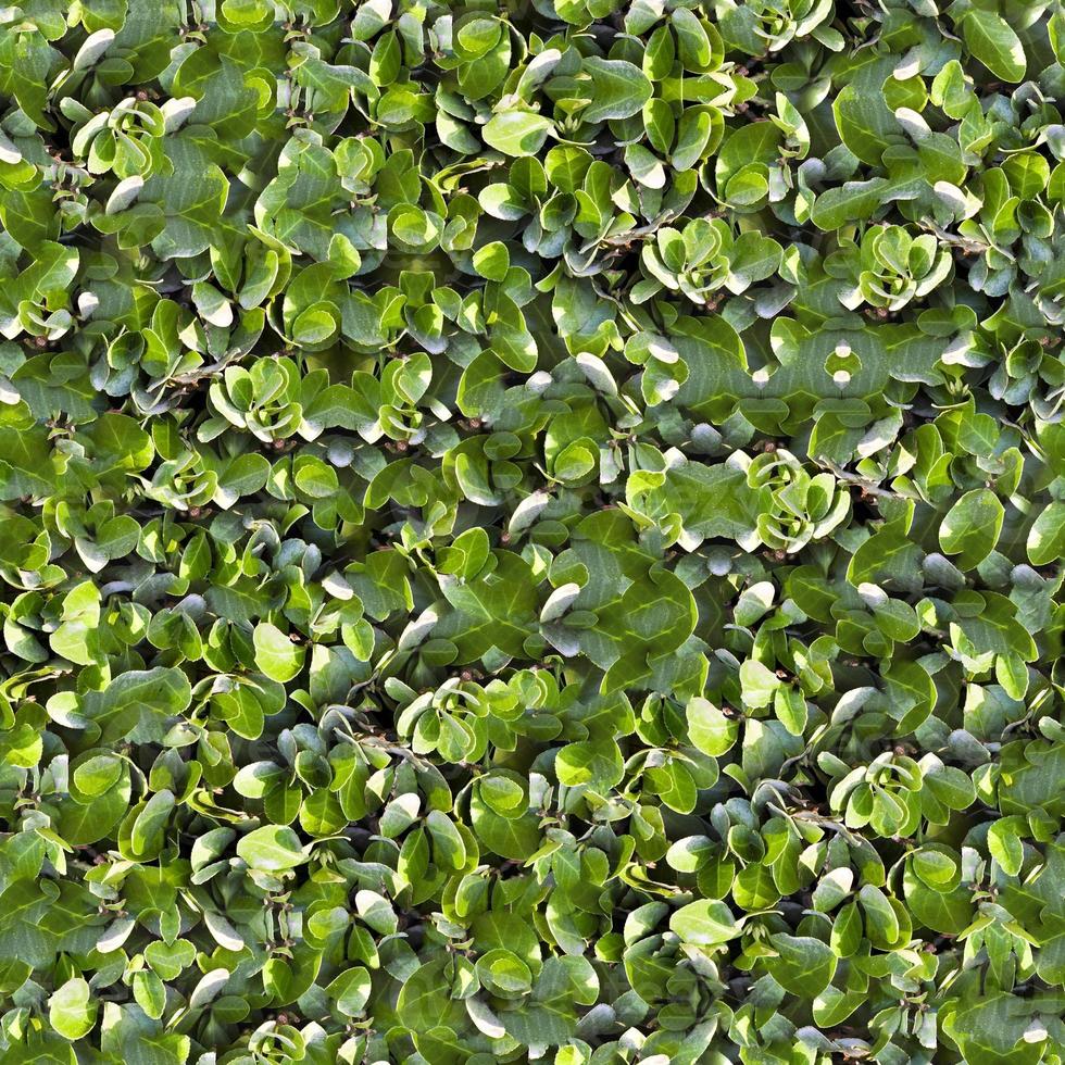 Seamless Green Grass Ground Texture photo