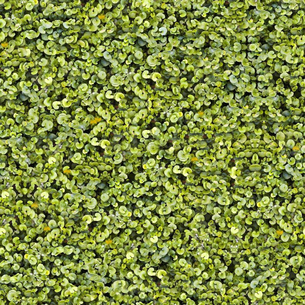 textura de suelo de hierba verde transparente foto