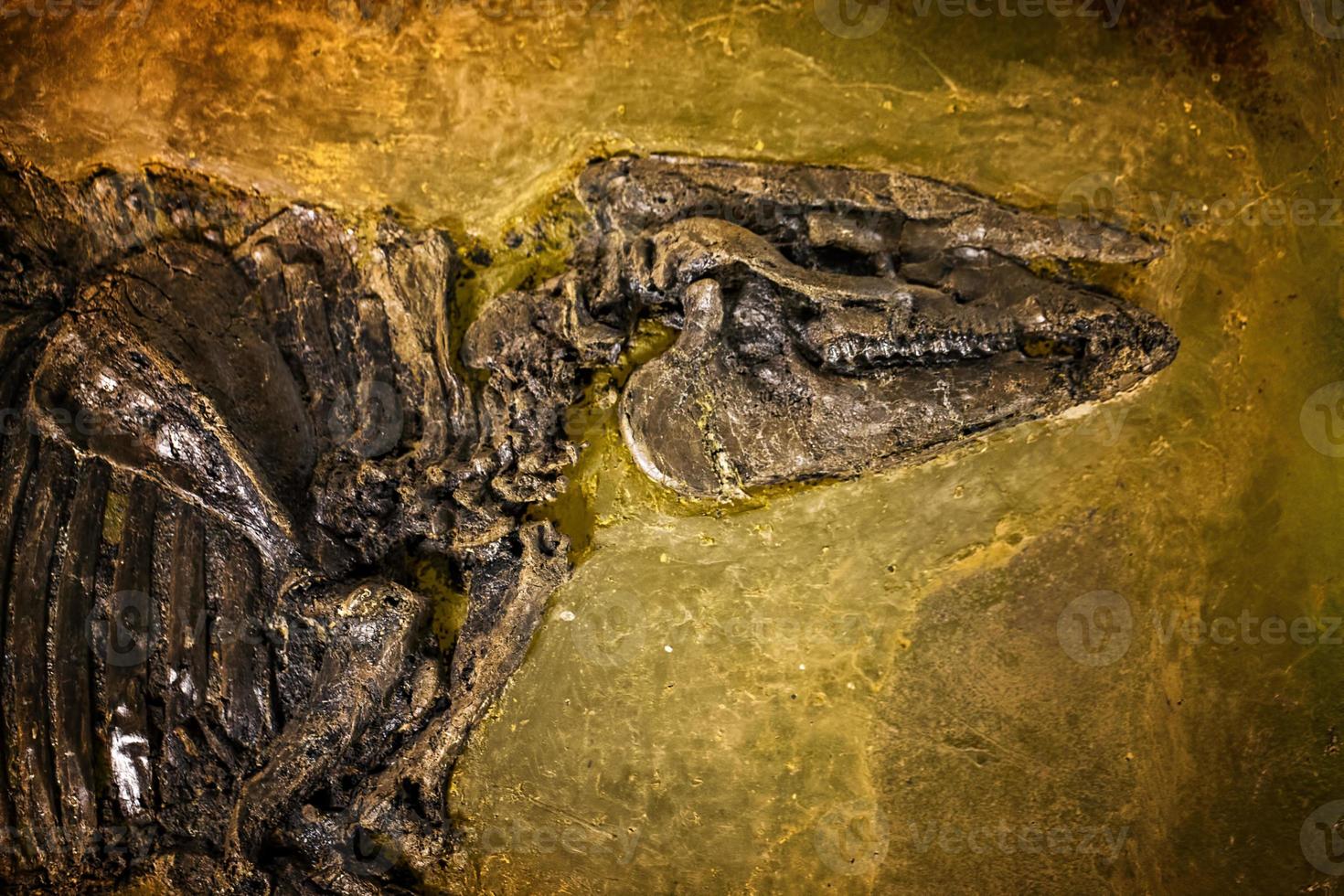 dinosaurio prehistórico esqueleto fósil foto