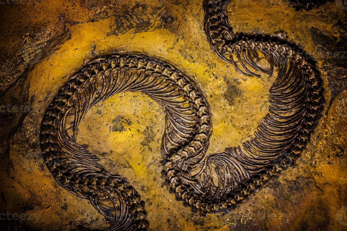 Prehistoric Dinosaur Skeleton Fossile photo