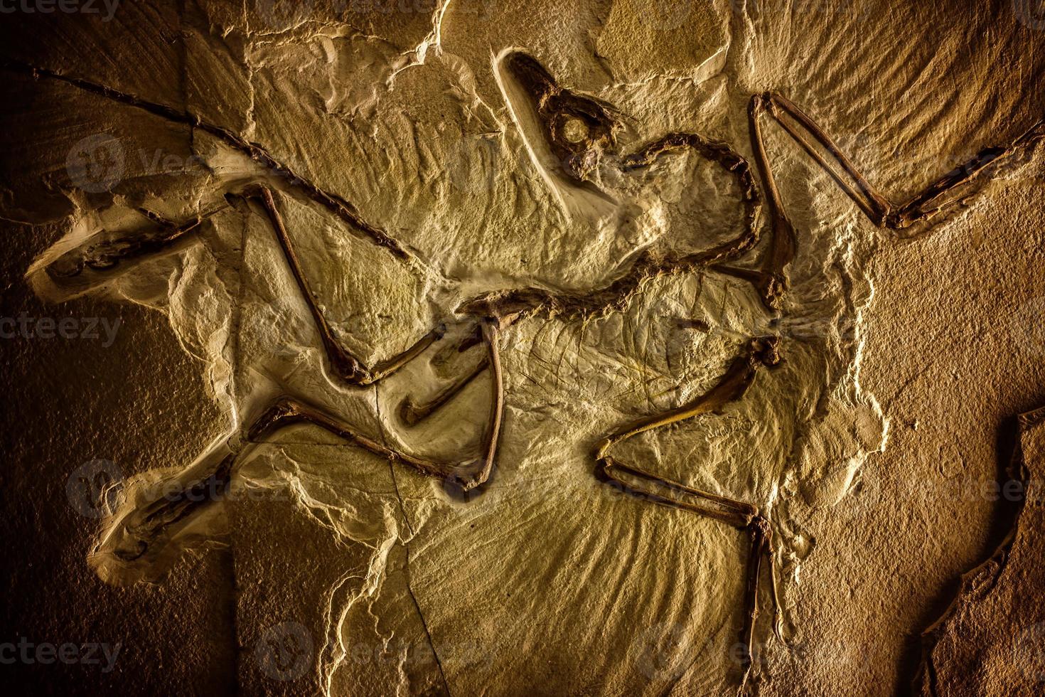 Prehistoric Dinosaur Skeleton Fossile photo