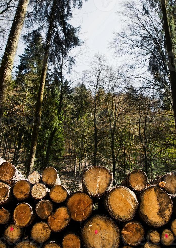 Tronco de madera cortada en el bosque en la naturaleza foto