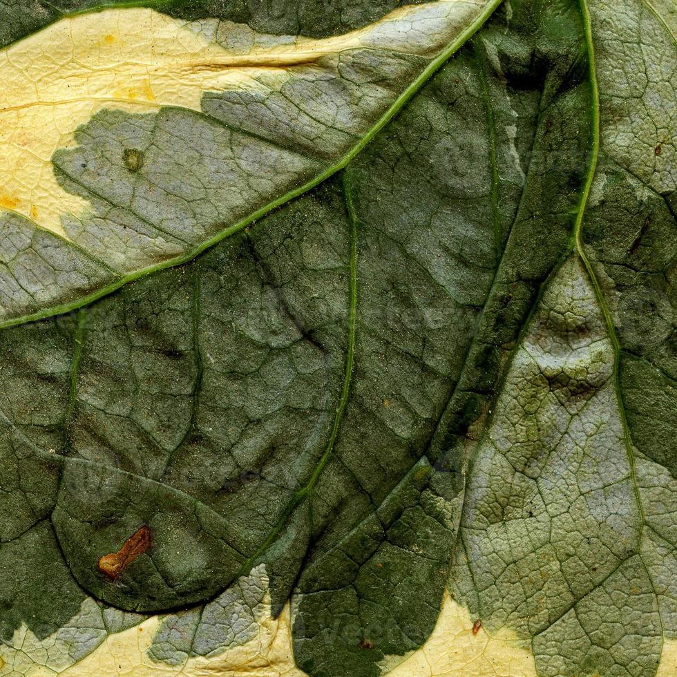 patrón de hojas de plantas naturales foto