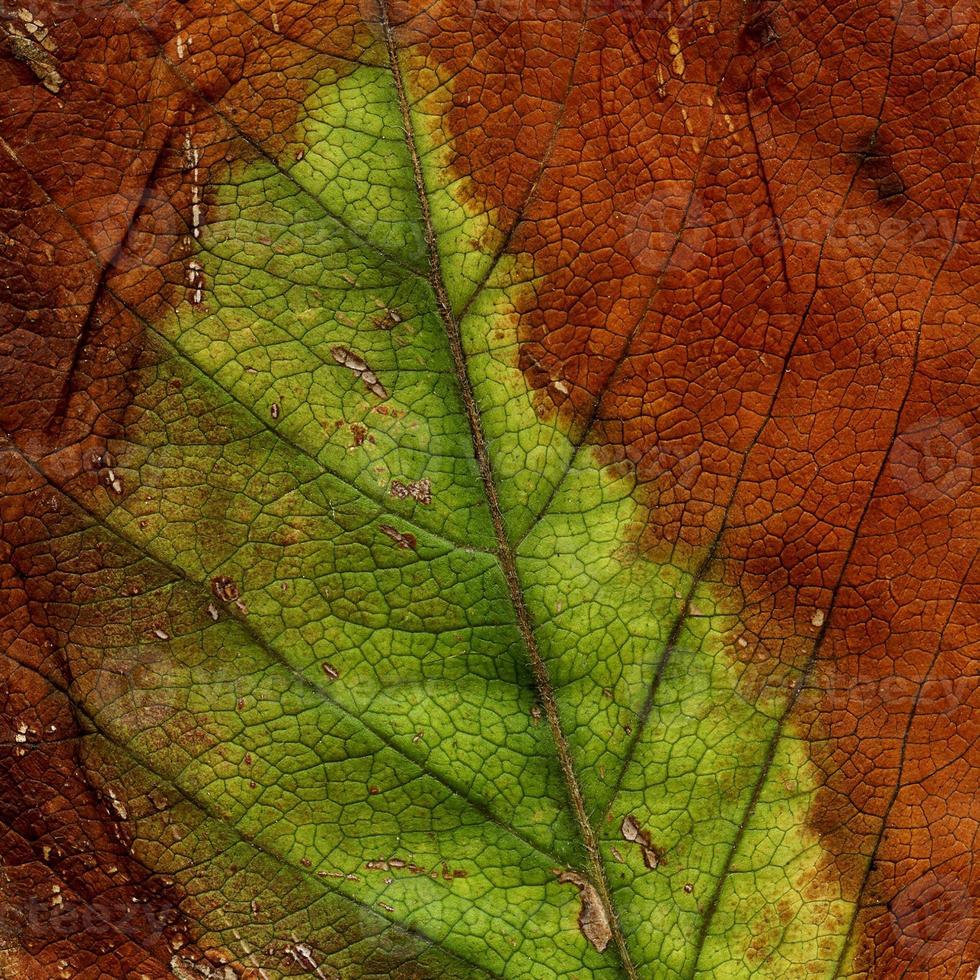 patrón de hojas de plantas naturales foto