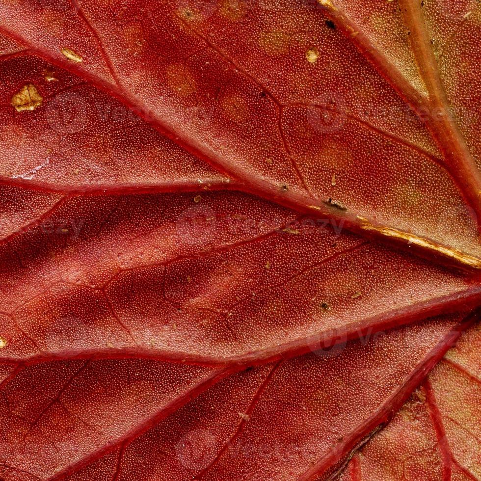 Natural Plant Leaves Pattern photo