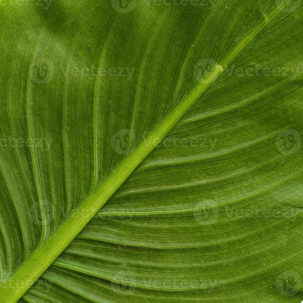 Natural Plant Leaves Pattern photo