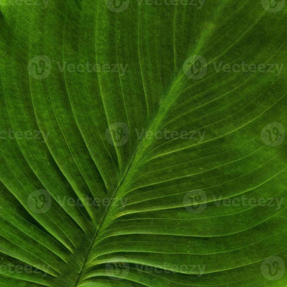 Natural Plant Leaves Pattern photo