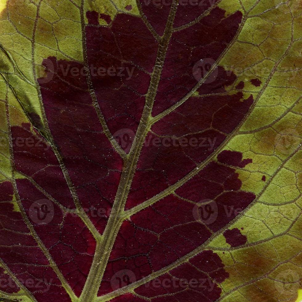 Natural Plant Leaves Pattern photo