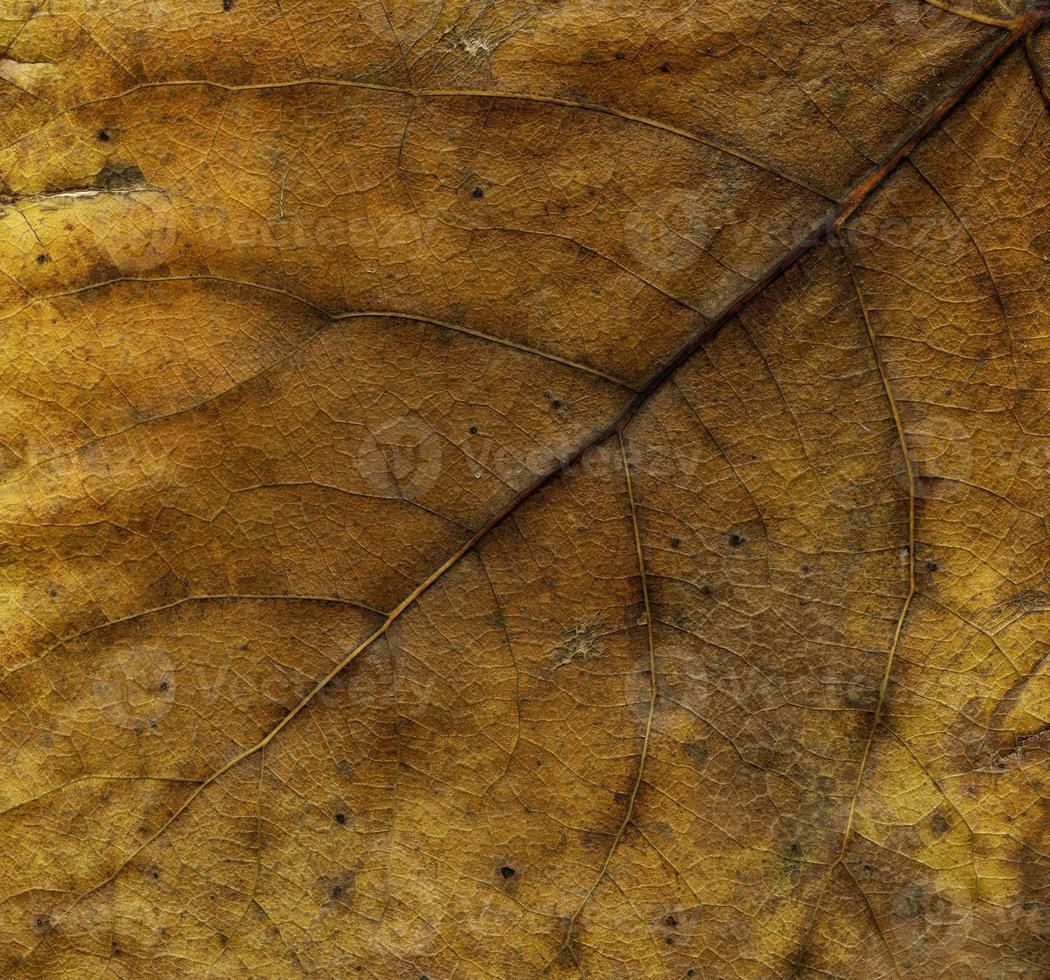 macro de hojas de plantas naturales foto