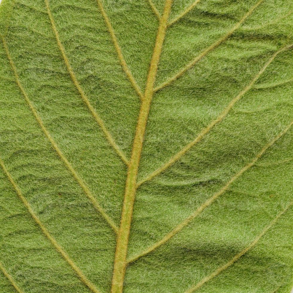 patrón de hojas de plantas naturales foto