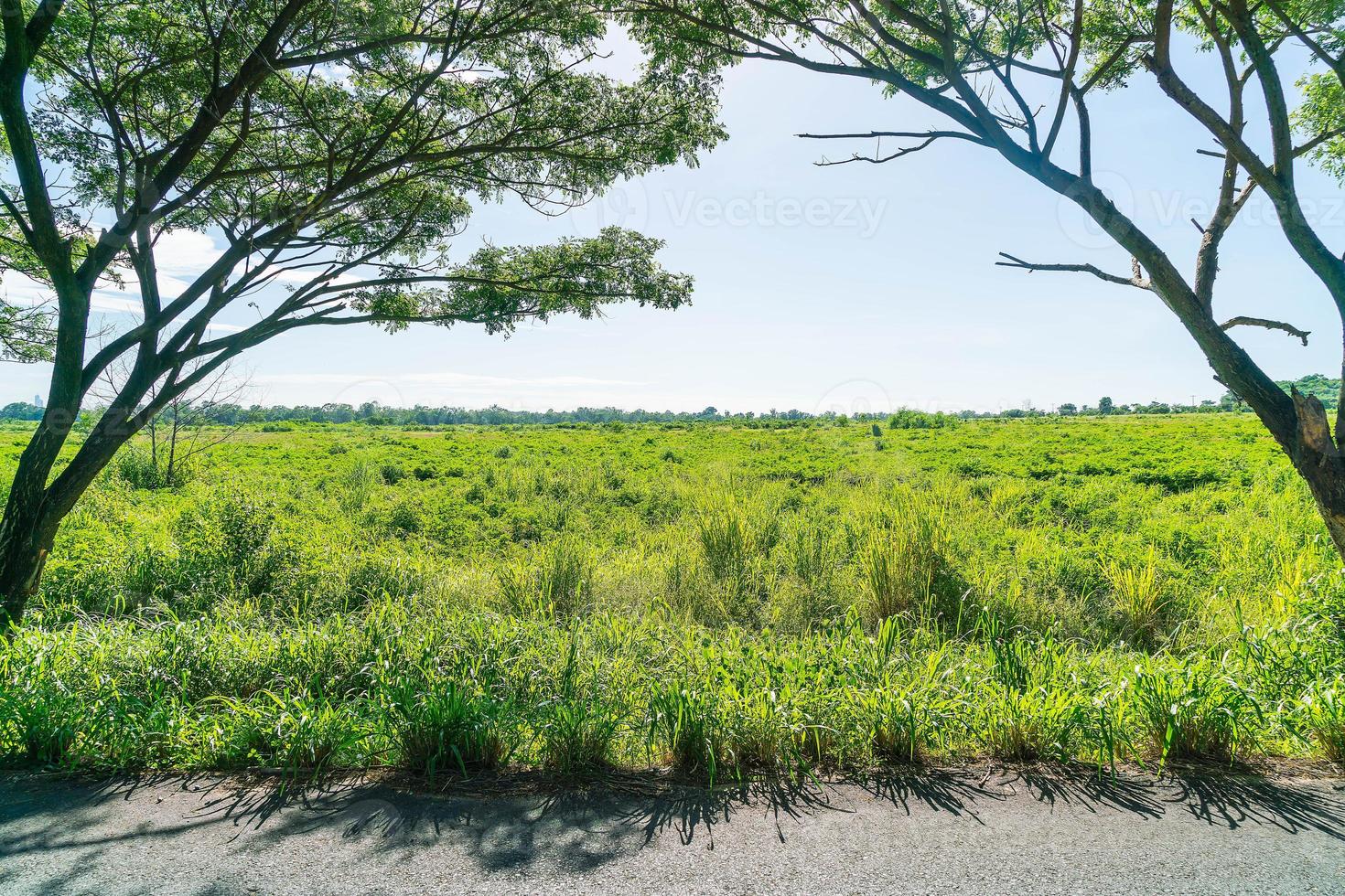 Carretera asfaltada en el bosque: mejore el estilo de procesamiento del color con efecto de llamarada foto