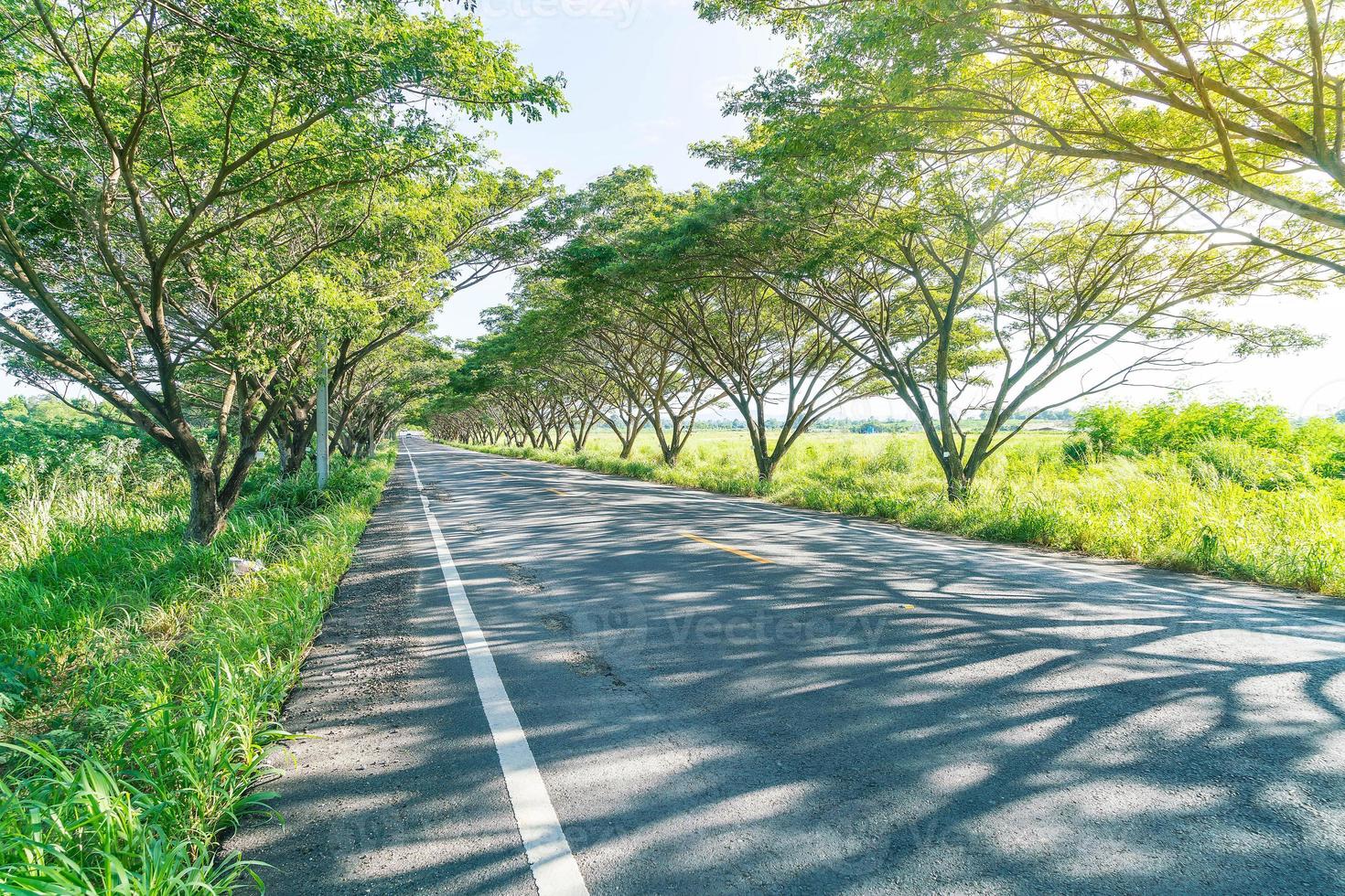 Asphalt road in forest - boost up color processing style with sunflare effect photo