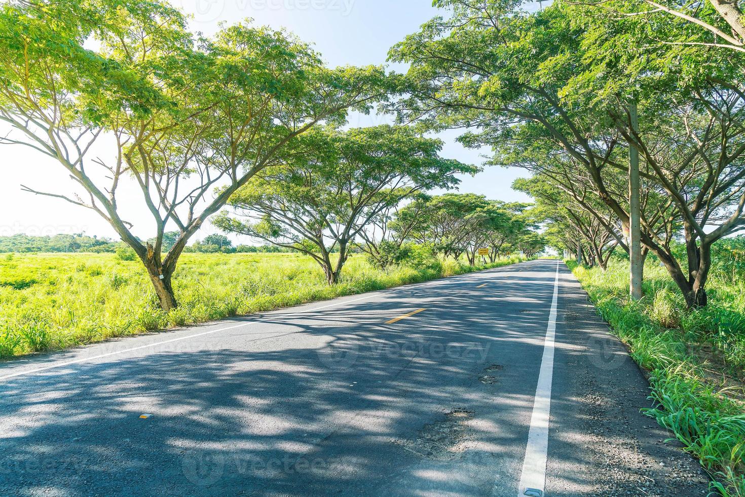 Asphalt road in forest - boost up color processing style with sunflare effect photo