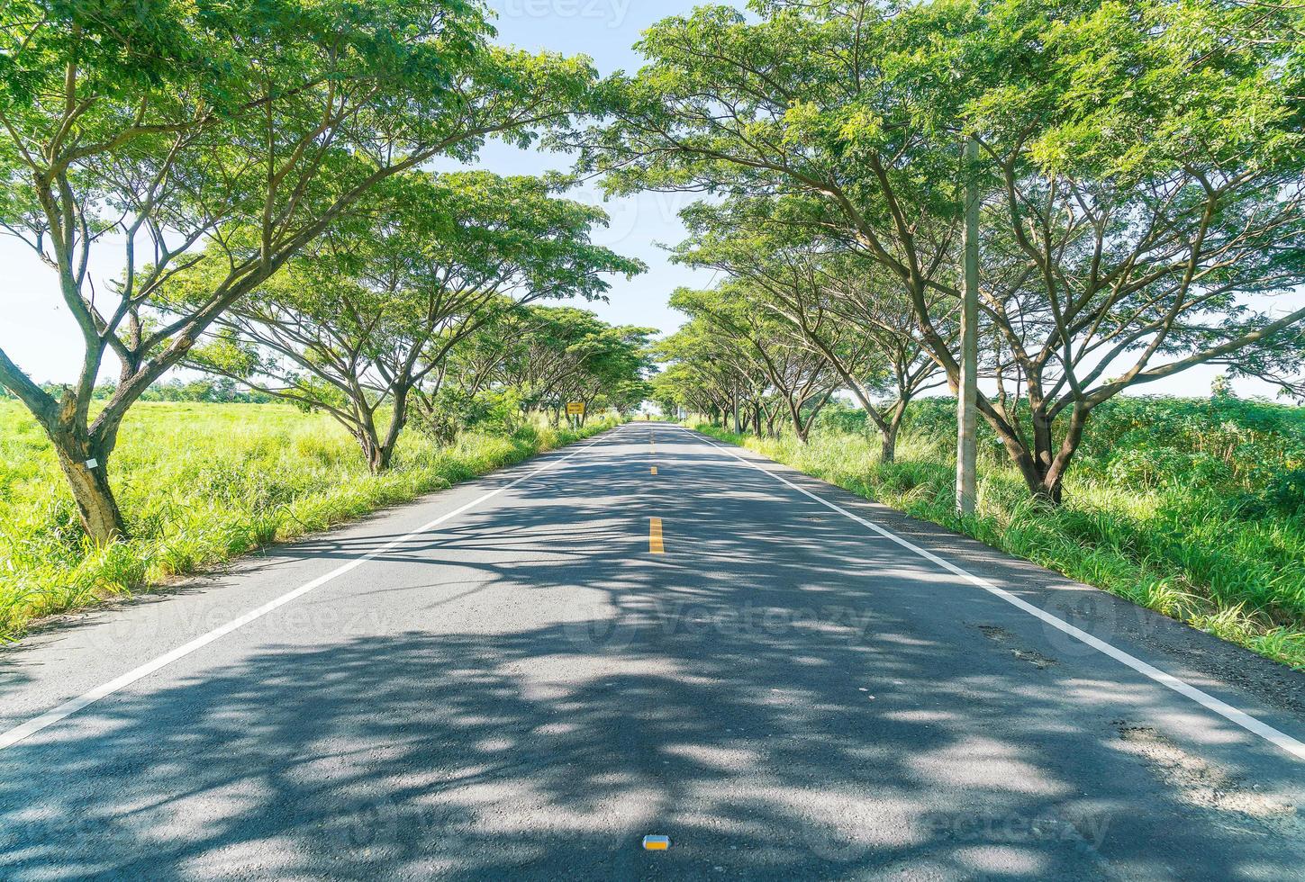 Asphalt road in forest - boost up color processing style with sunflare effect photo