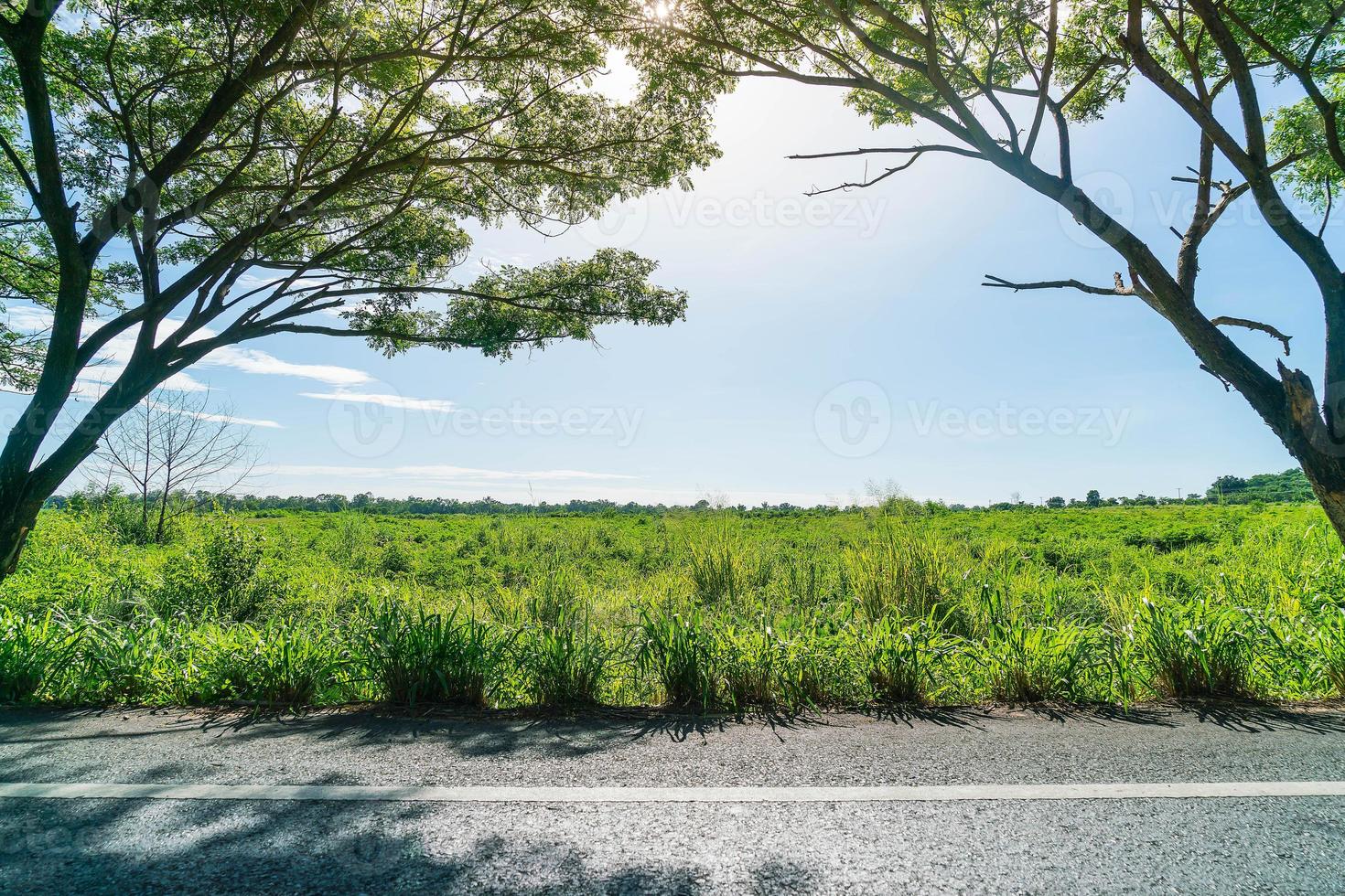 Asphalt road in forest - boost up color processing style with sunflare effect photo