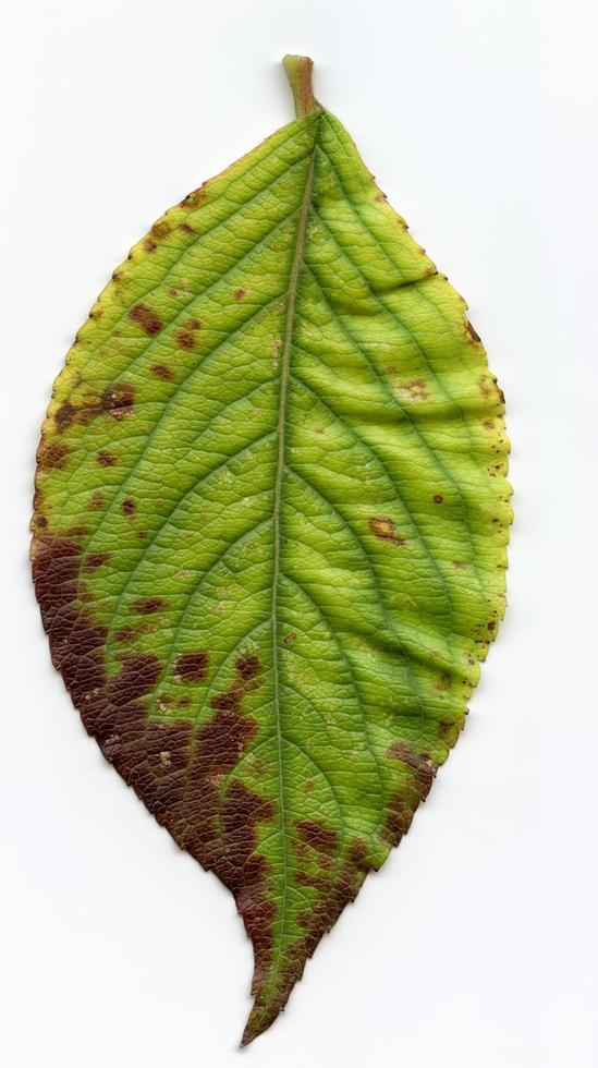 Natural Plant Leaves Macro photo