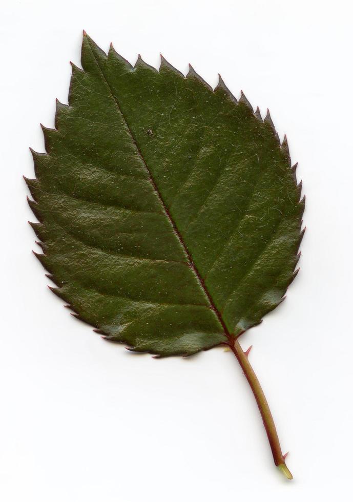 Natural Plant Leaves Macro photo