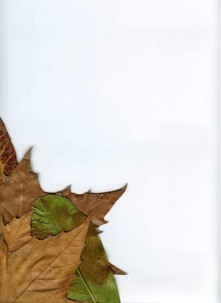 Natural Plant Leaves Macro photo