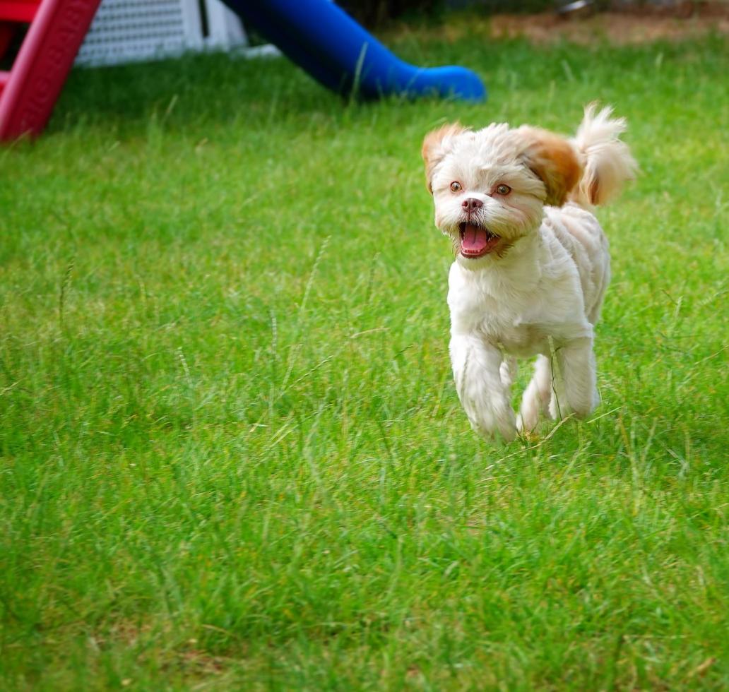 Sweet Cute Dog on Green Grass photo