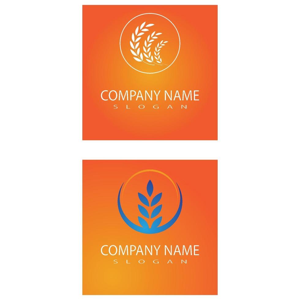 Wheat Logo Template vector symbol nature