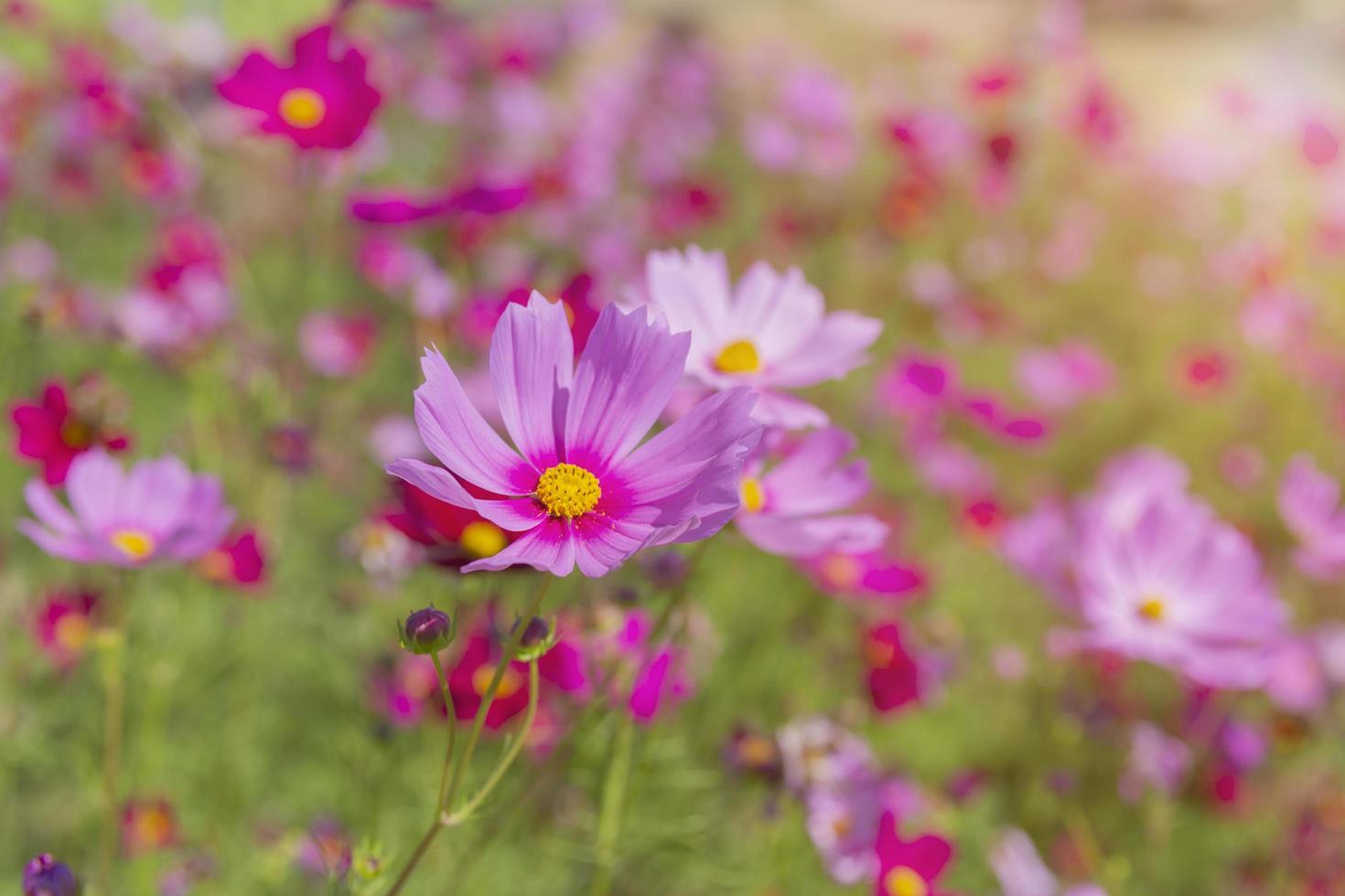 Hermosas flores del cosmos que florecen en el jardín foto