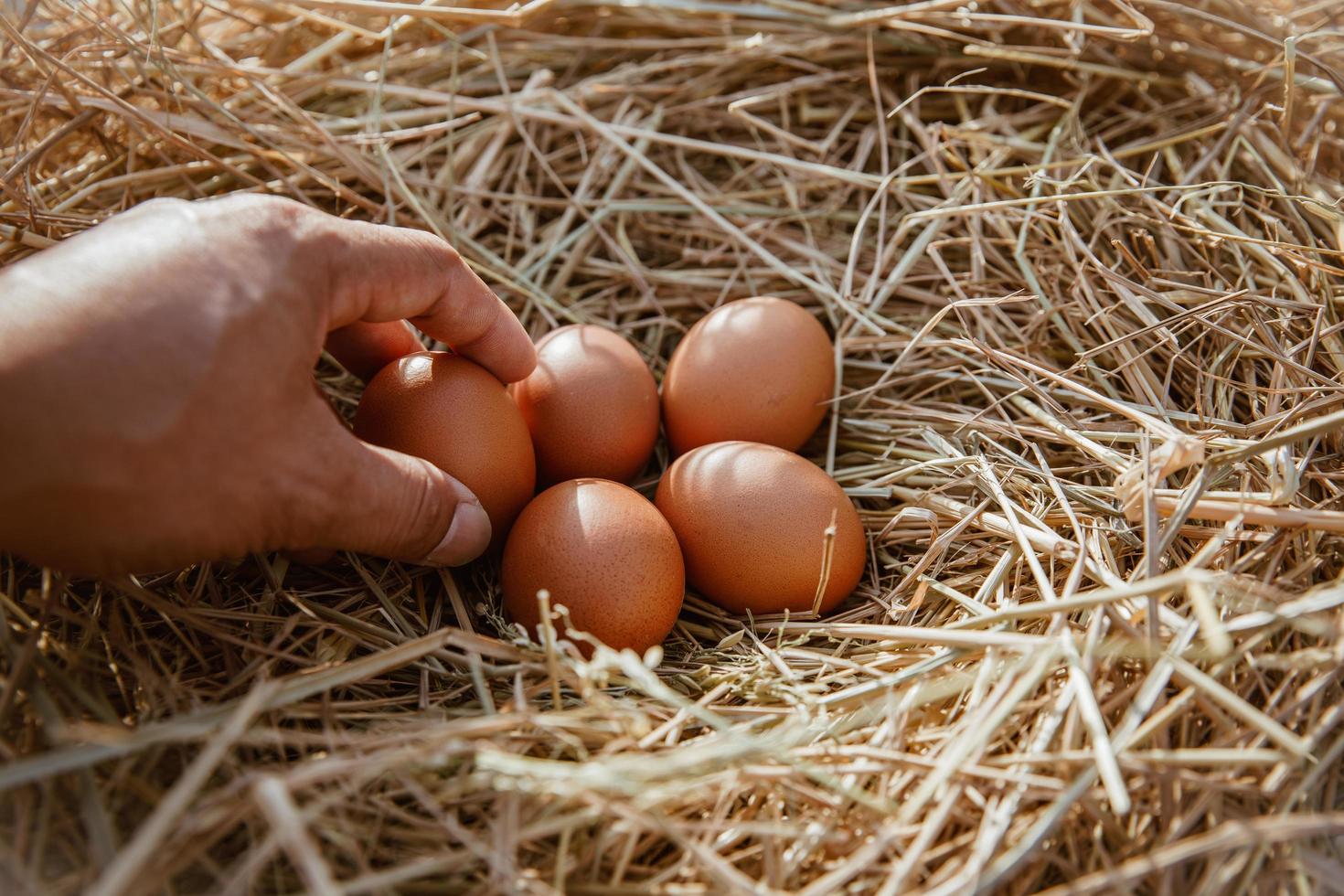 The hand is holding the egg in the hand collected from the farm. photo