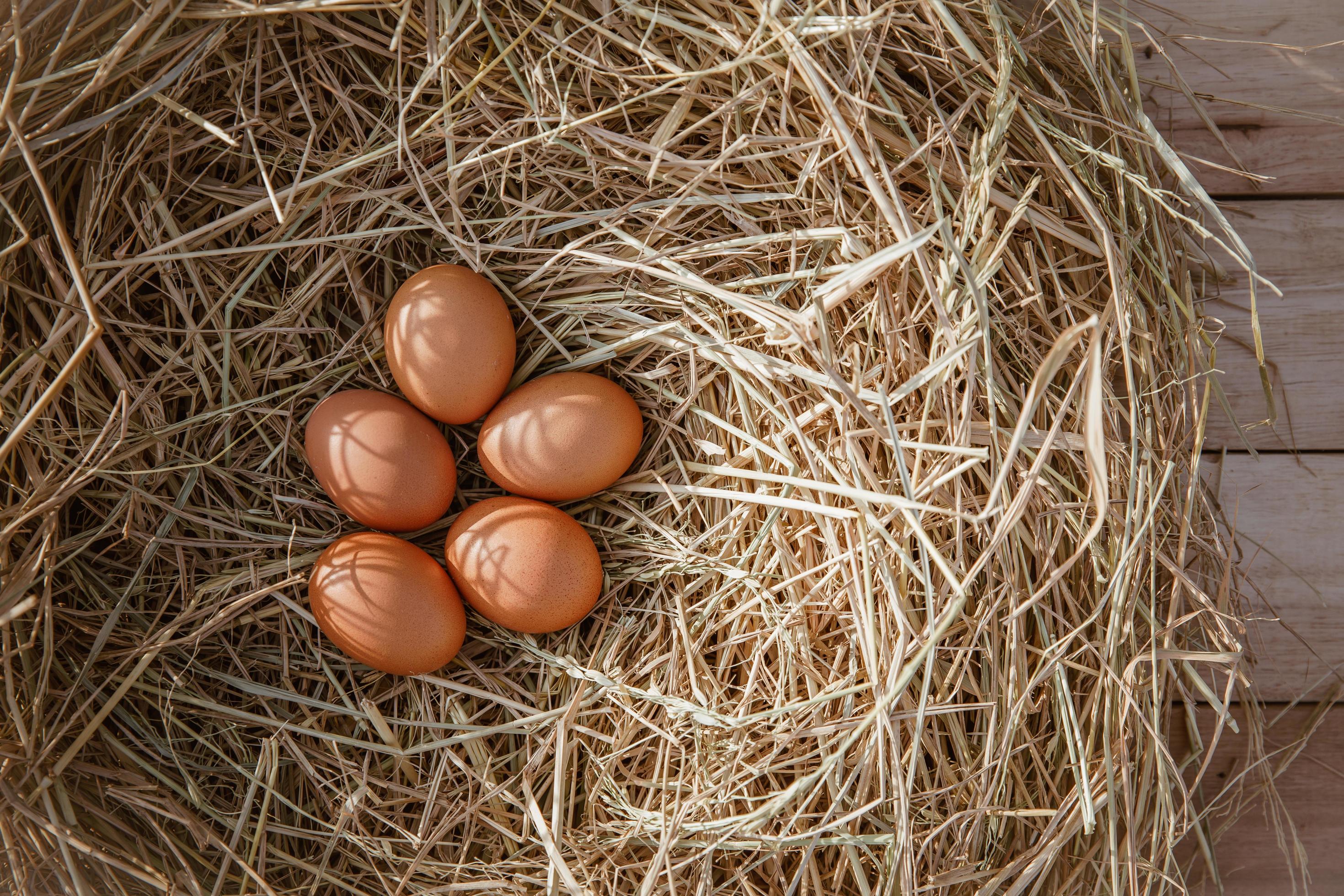 К чему снятся яйца куриные в гнезде. Куриные яйца в гнезде. Яйца куриные на Саломе. Куриные яйца в соломе. Куриные яйца розовые на соломе.
