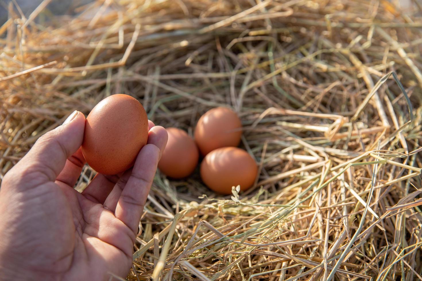 The hand is holding the egg in the hand collected from the farm. photo