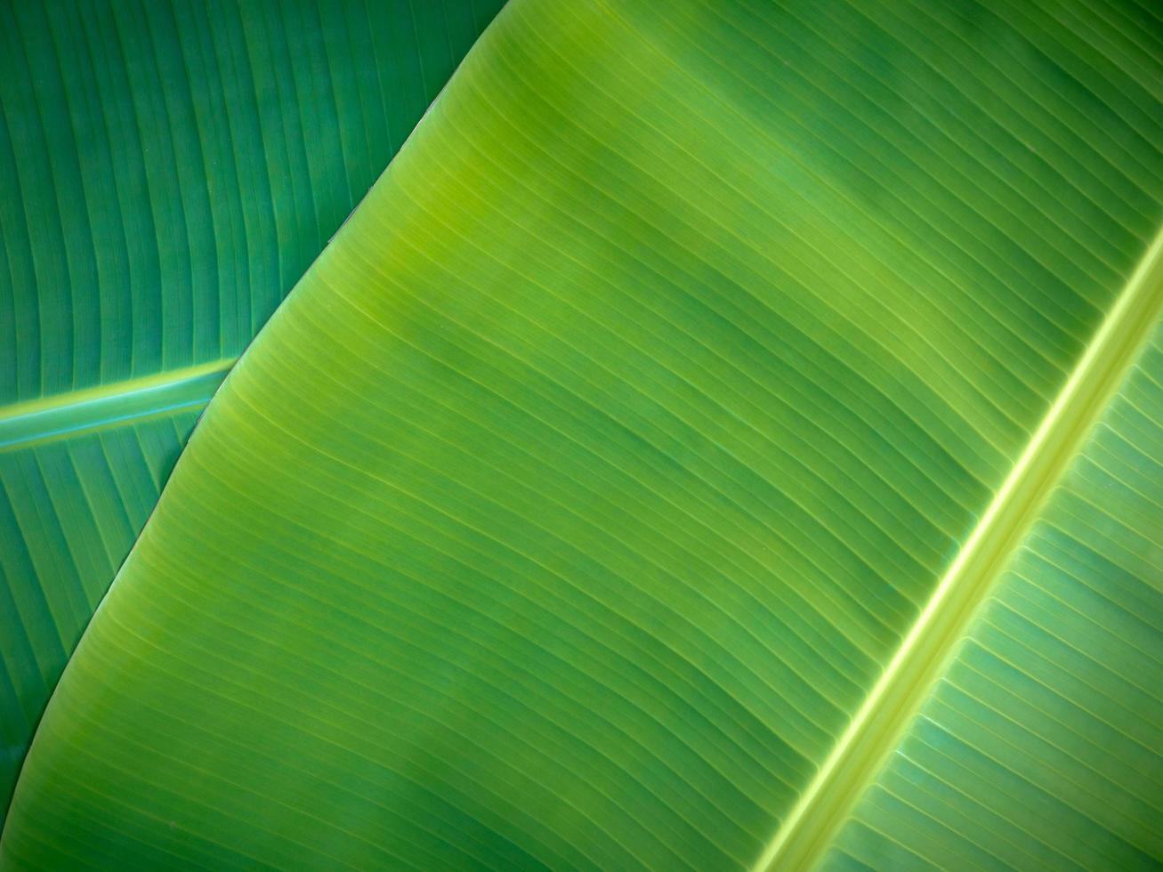 Fondo de hojas de plátano natural foto