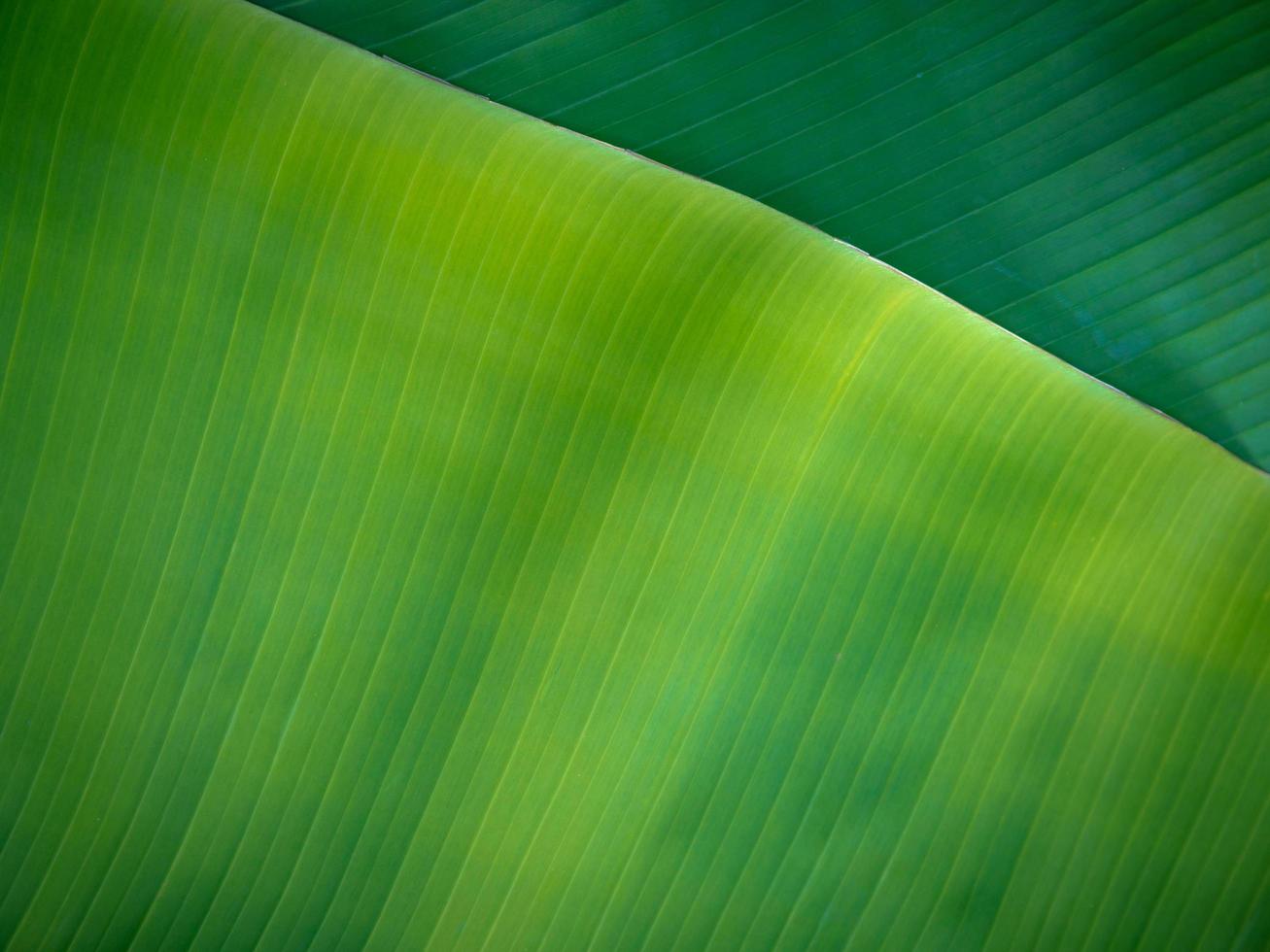 Natural banana leaves background photo