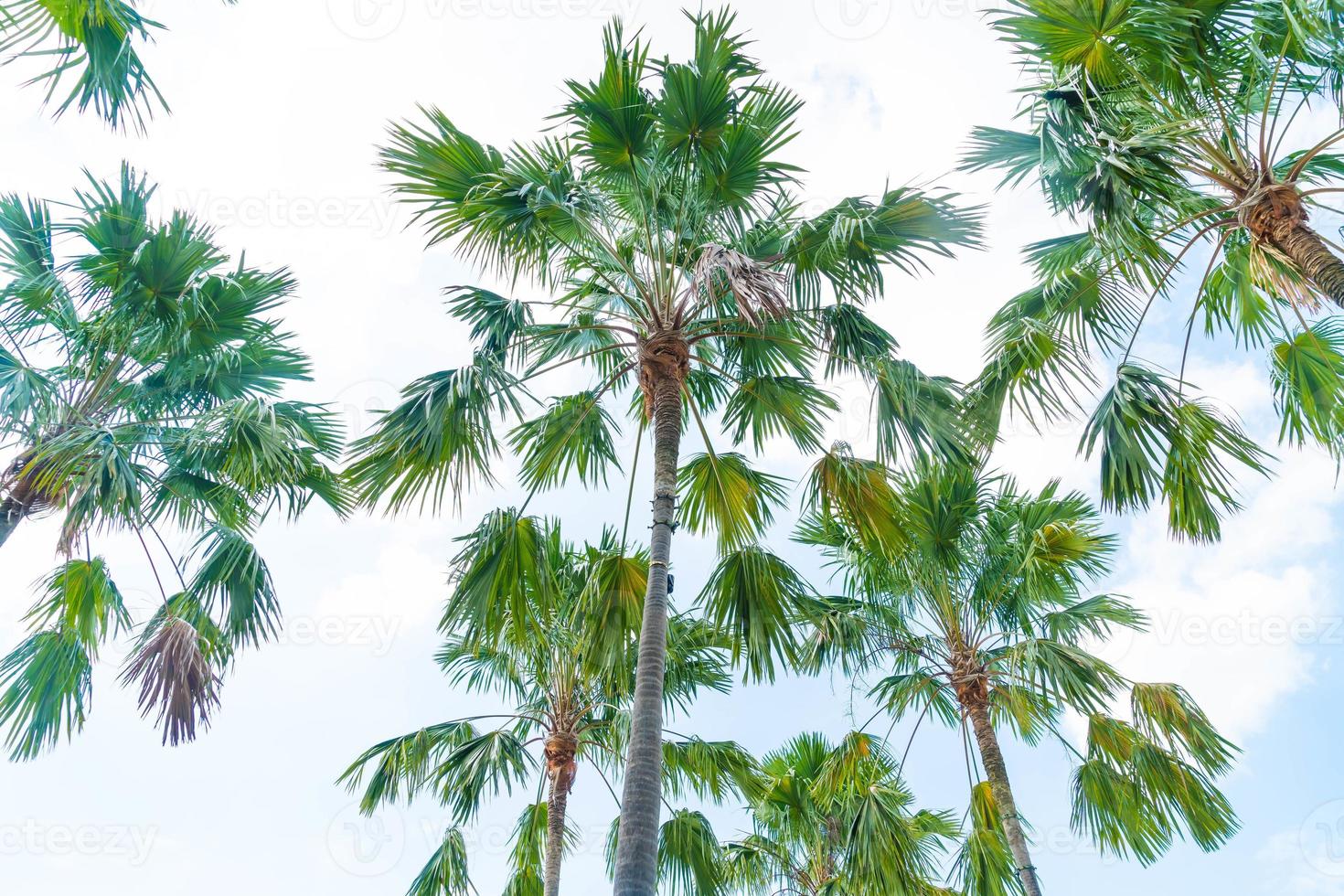 palmera en el fondo del cielo: mejora el estilo de procesamiento del color foto