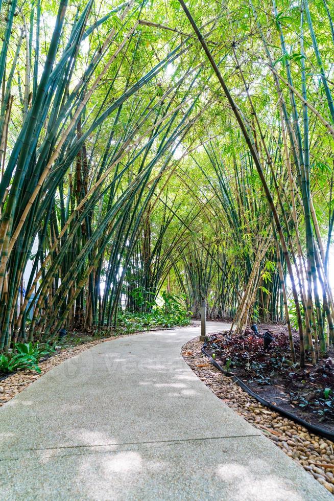 Walkway with bamboo garden in park photo