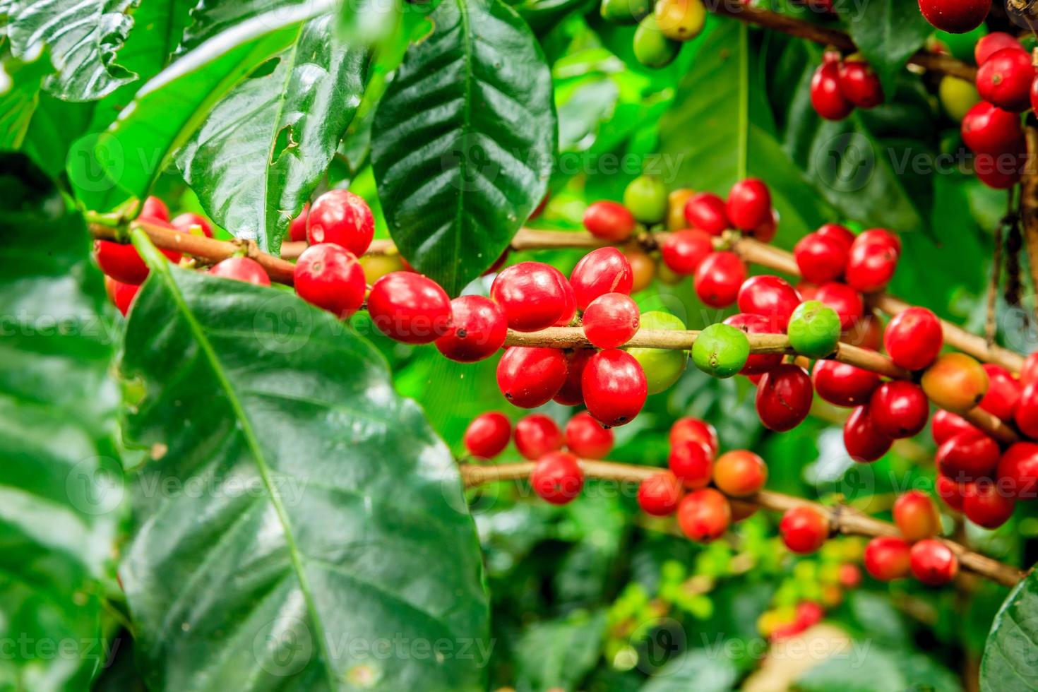 primer plano de la planta de café foto