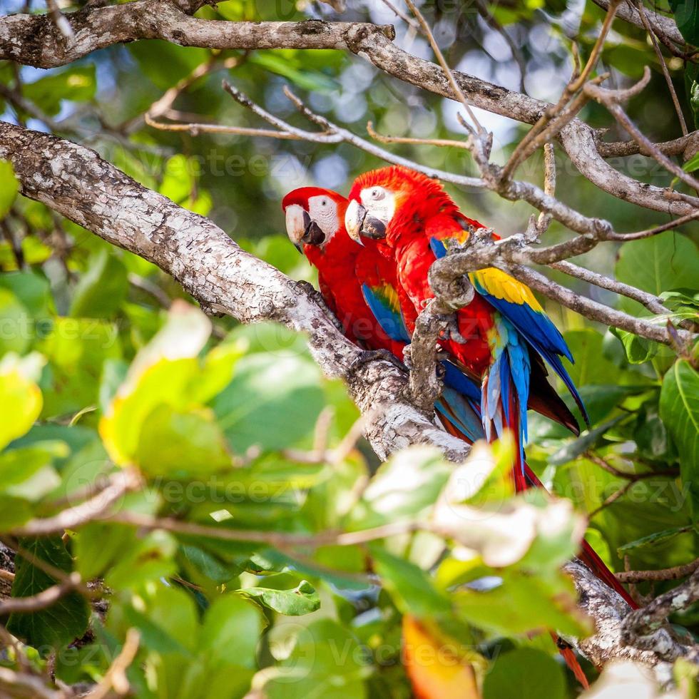 Guacamayos escarlata en el bosque de Costa Rica foto