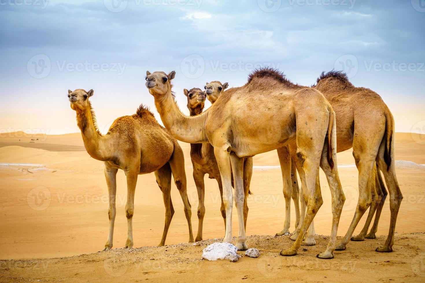 Wild camels in the desert photo