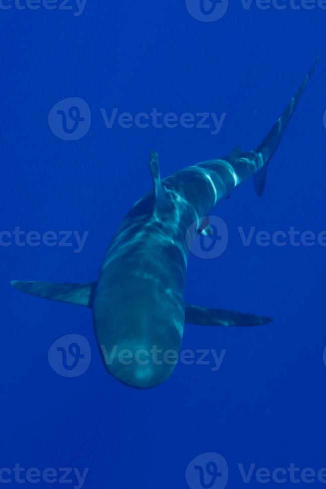 Shark in Open Water photo