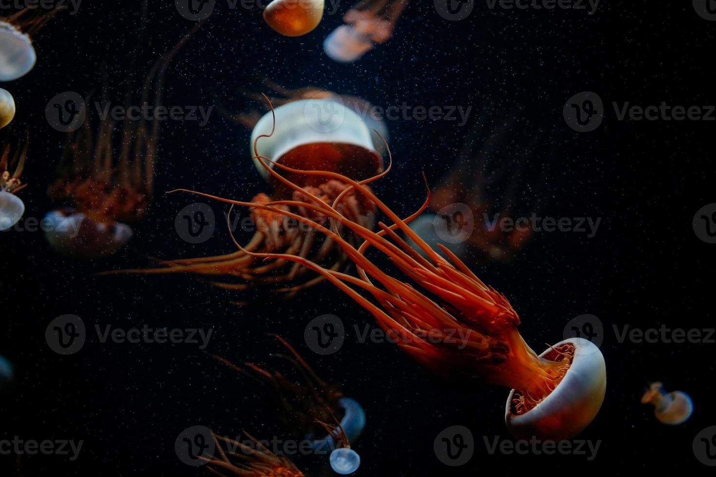 Jelly fish on Black photo
