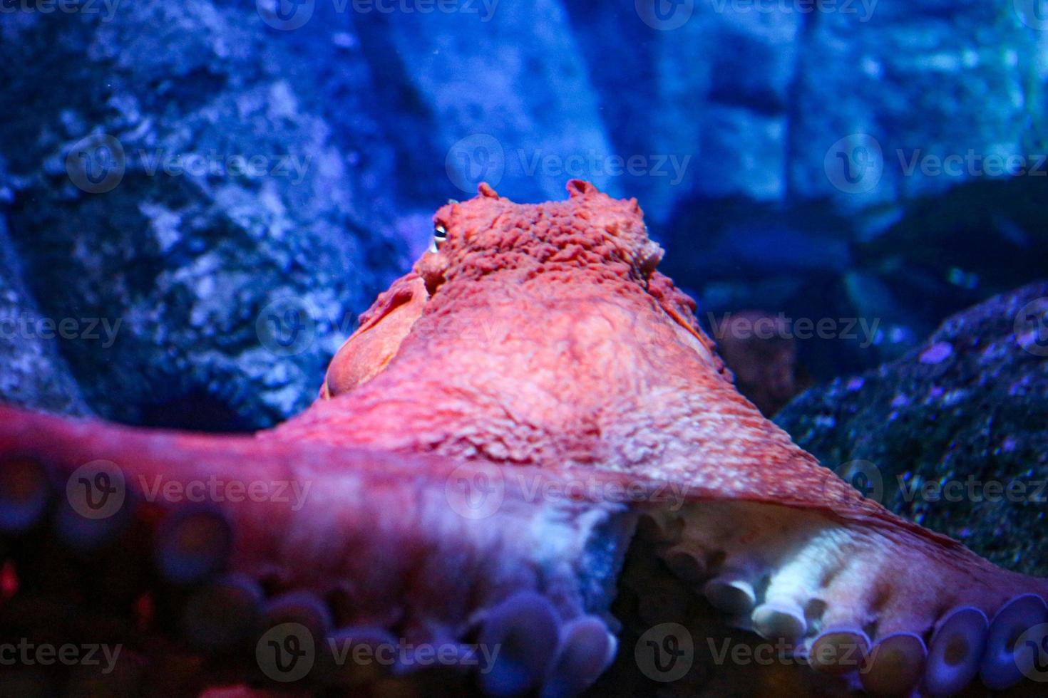 Octopus up close and personal photo