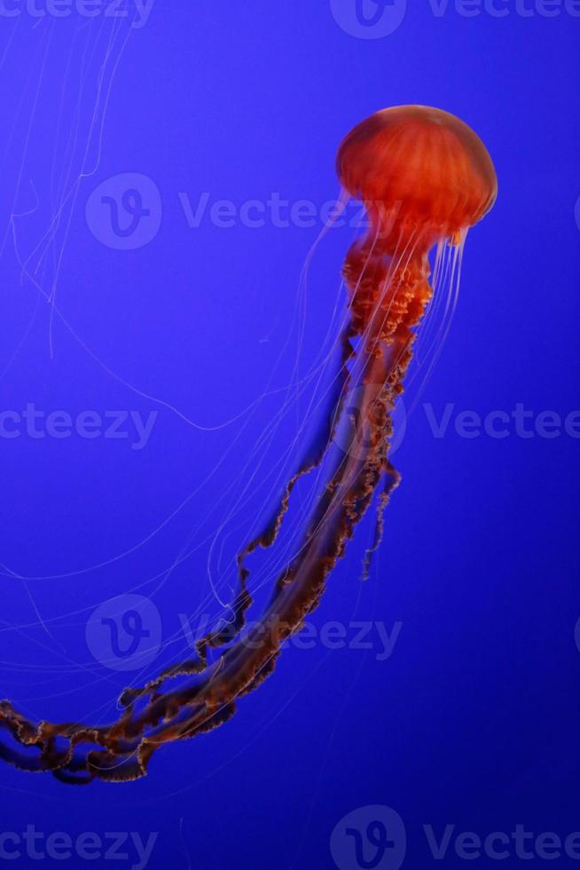 Bright Orange Jelly Fish photo