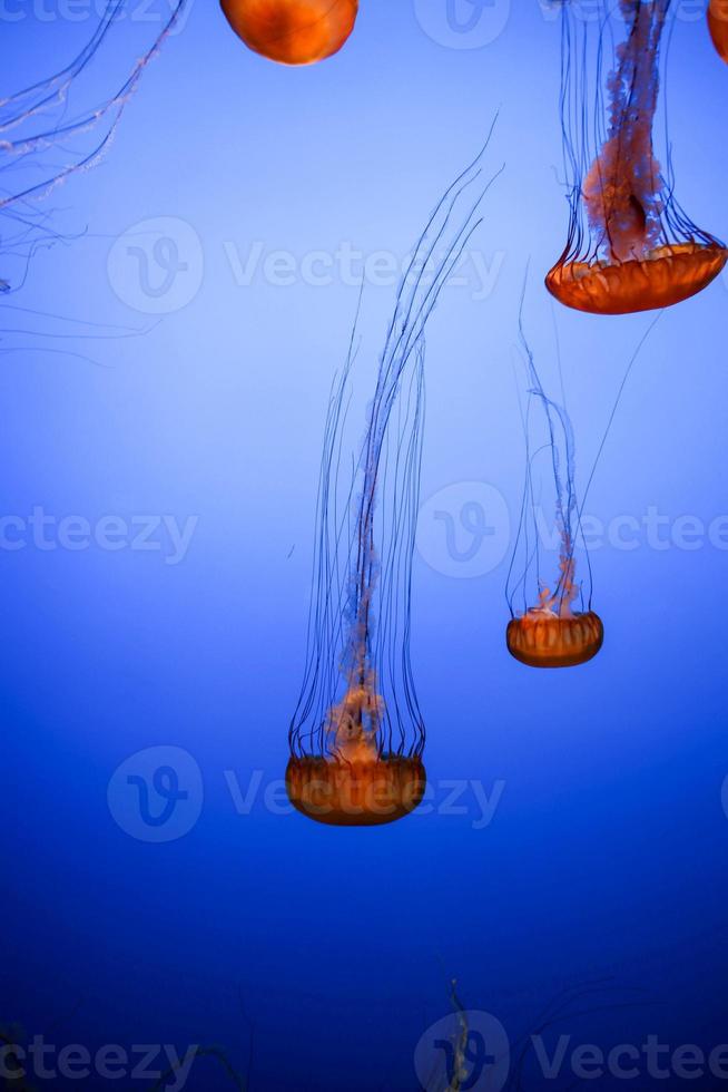 Bright Orange Jelly Fish photo