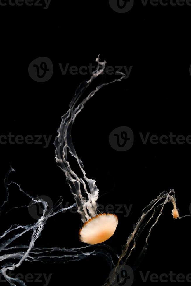 Beautiful Jelly Fish on Black photo