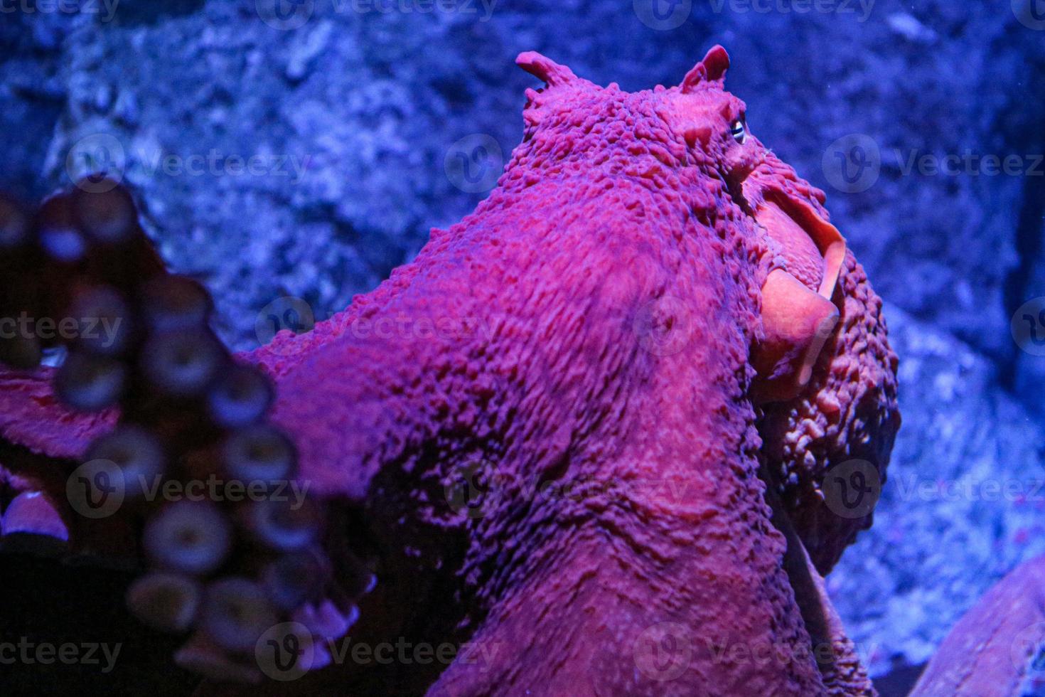 Octopus close up and personal photo